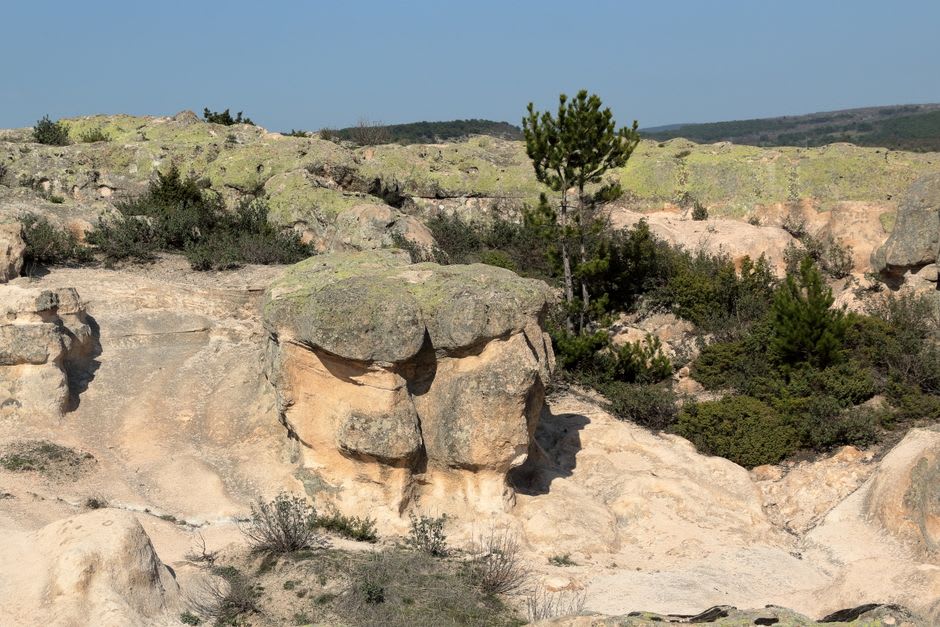 Sandstone boulders scattered among pine and oak trees in the Forêt de Fontainebleau