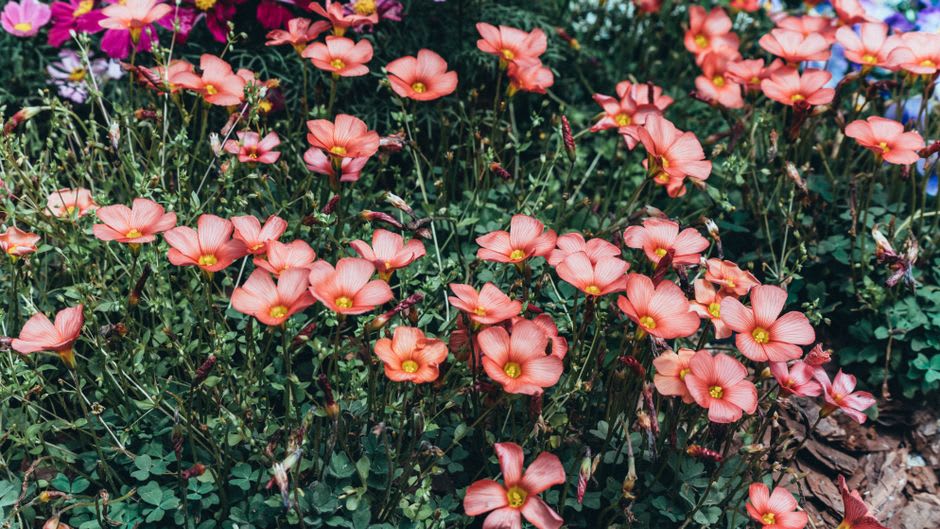 Dense, colourful flower beds in Monet's formal Clos Normand garden at Giverny