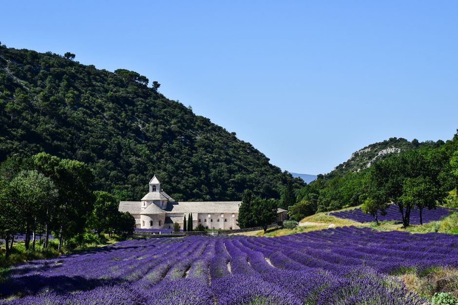 Rows of purple lavender in front of the grey stone Abbaye de Sénanque below Gordes