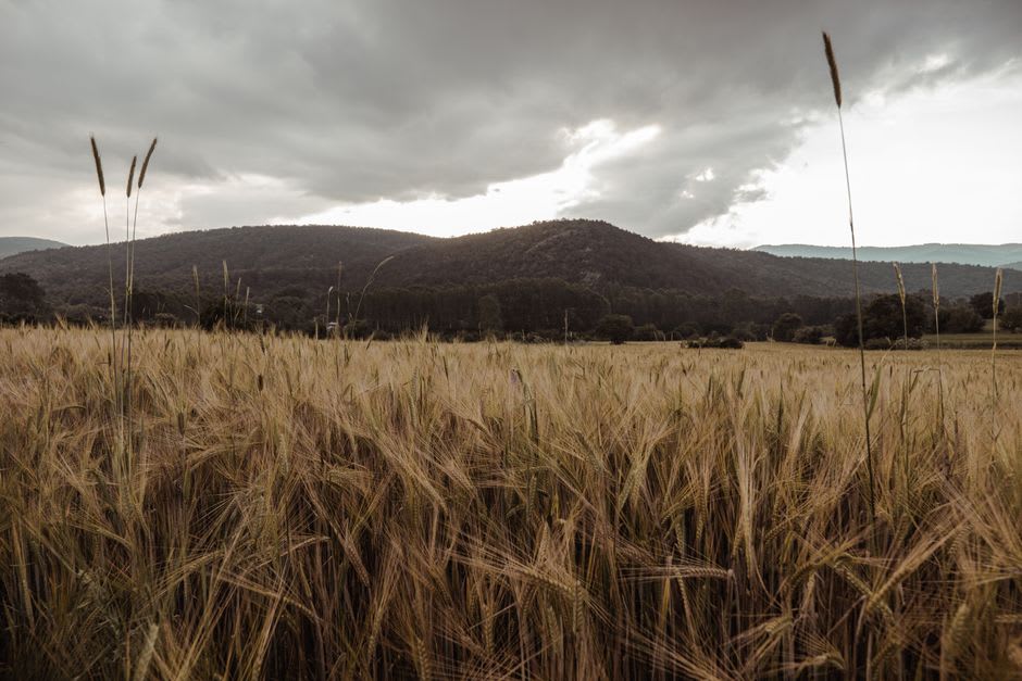Wheat fields of the Limagne plain giving way to the green volcanic foothills south of Issoire