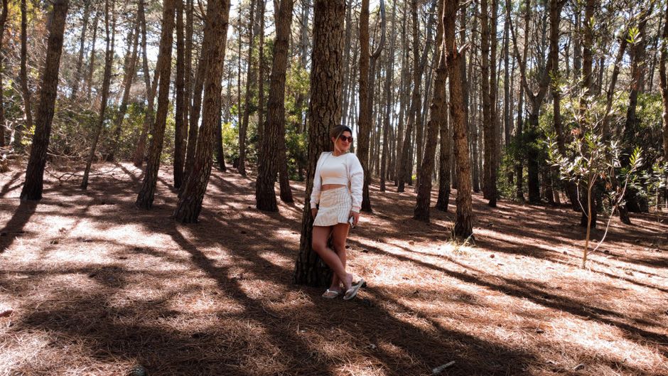 Sunlight filtering through maritime pines in the residential forest quarter behind La Baule beach
