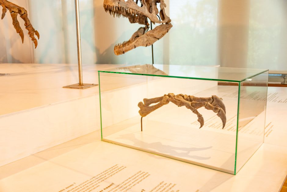 A museum display case in the Musée de l'Alta Rocca holding prehistoric artifacts and skeletal remains under low, careful lighting