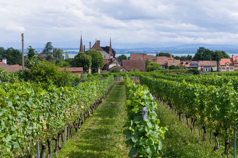 Rows of vines below Ménerbes with the village's stone houses visible along the ridgeline above