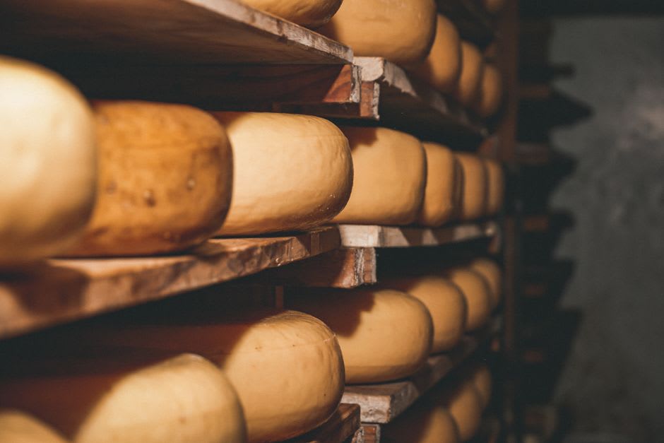 Wheels of Munster cheese aging on wooden shelves in a farm cellar in the Munster valley