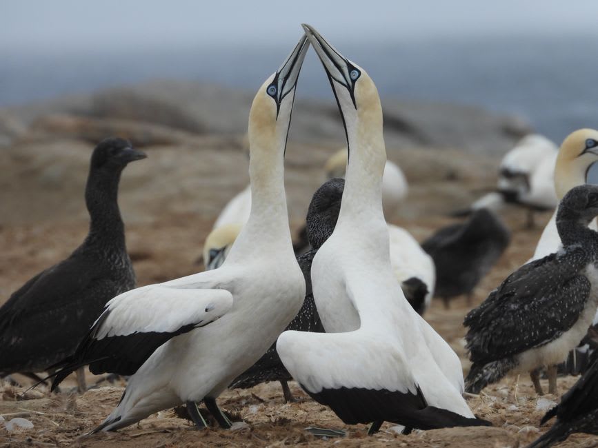 Gannets wheeling above a rocky island in the Sept-Îles nature reserve off Perros-Guirec