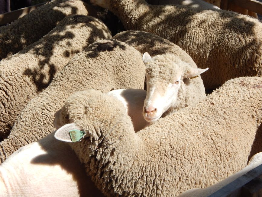 Merino sheep grazing in the pens of the Bergerie Nationale, the historic national sheepfold near Rambouillet