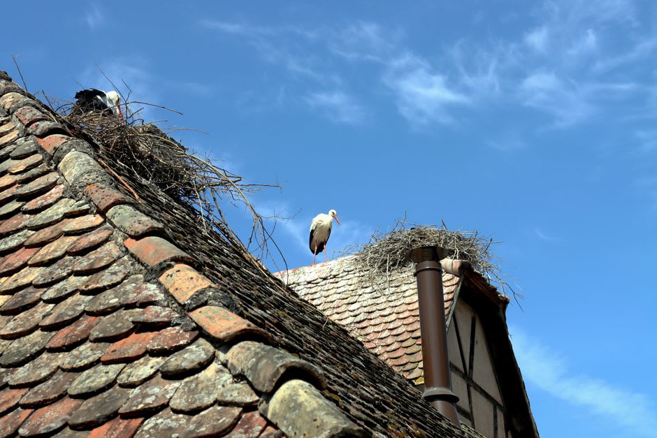 A stork nest on a rooftop above the half-timbered houses of Ribeauvillé's Grand'Rue