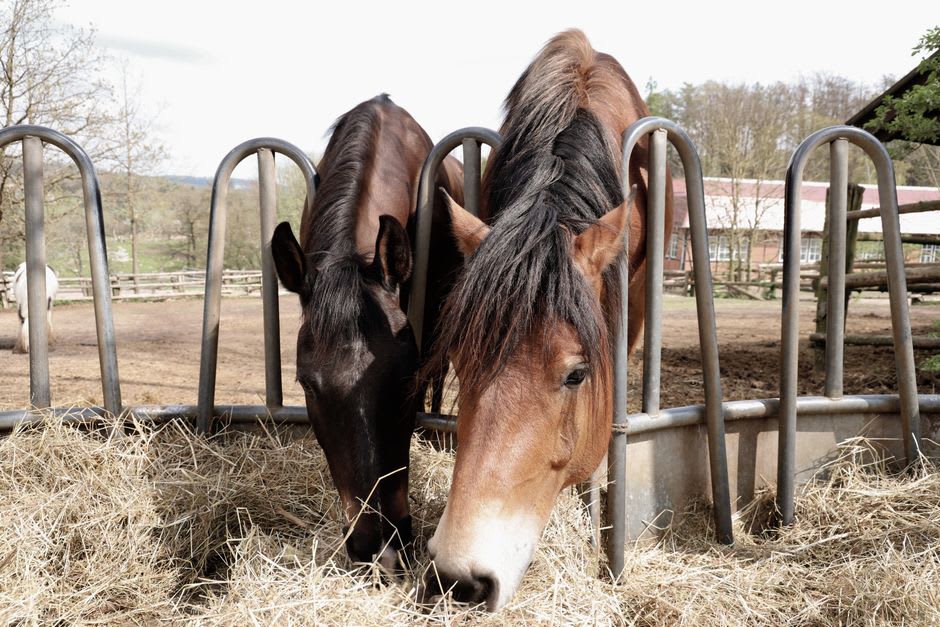Norman stud horses grazing in the paddocks of the Haras de Saint-Lô stable grounds