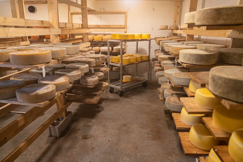 Wheels of Saint-Nectaire cheese aging on straw mats in a cool underground affinage cellar