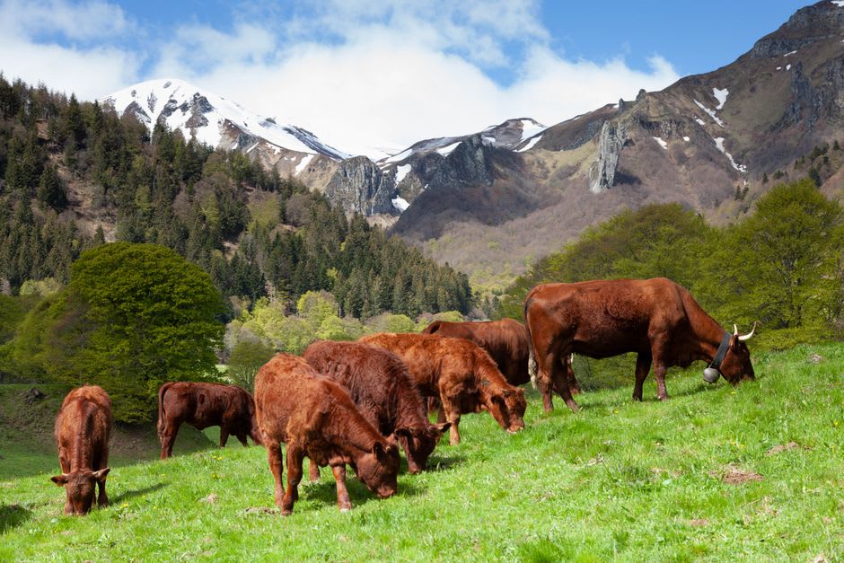 Red Salers cattle with long curved horns grazing on the green volcanic pastures around the village
