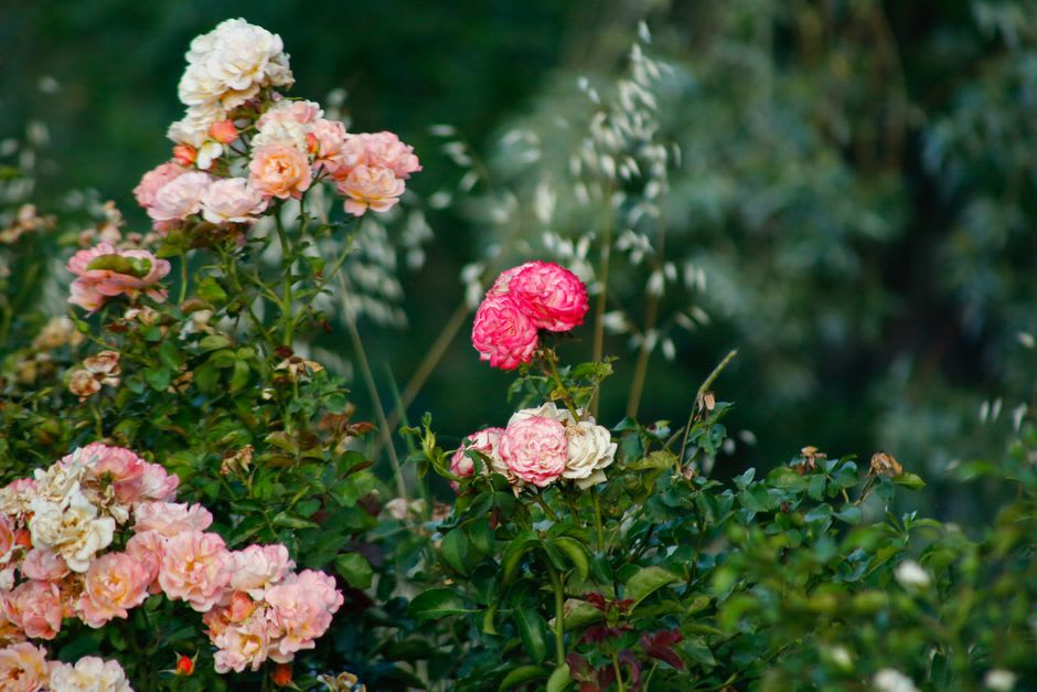 Rose bushes in bloom along the canal at the Roseraie garden behind Saverne's château