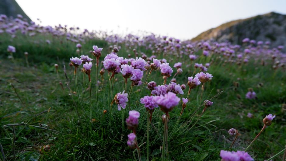 Terraced fields of small purple violet flowers on the hillside below Tourrettes-sur-Loup