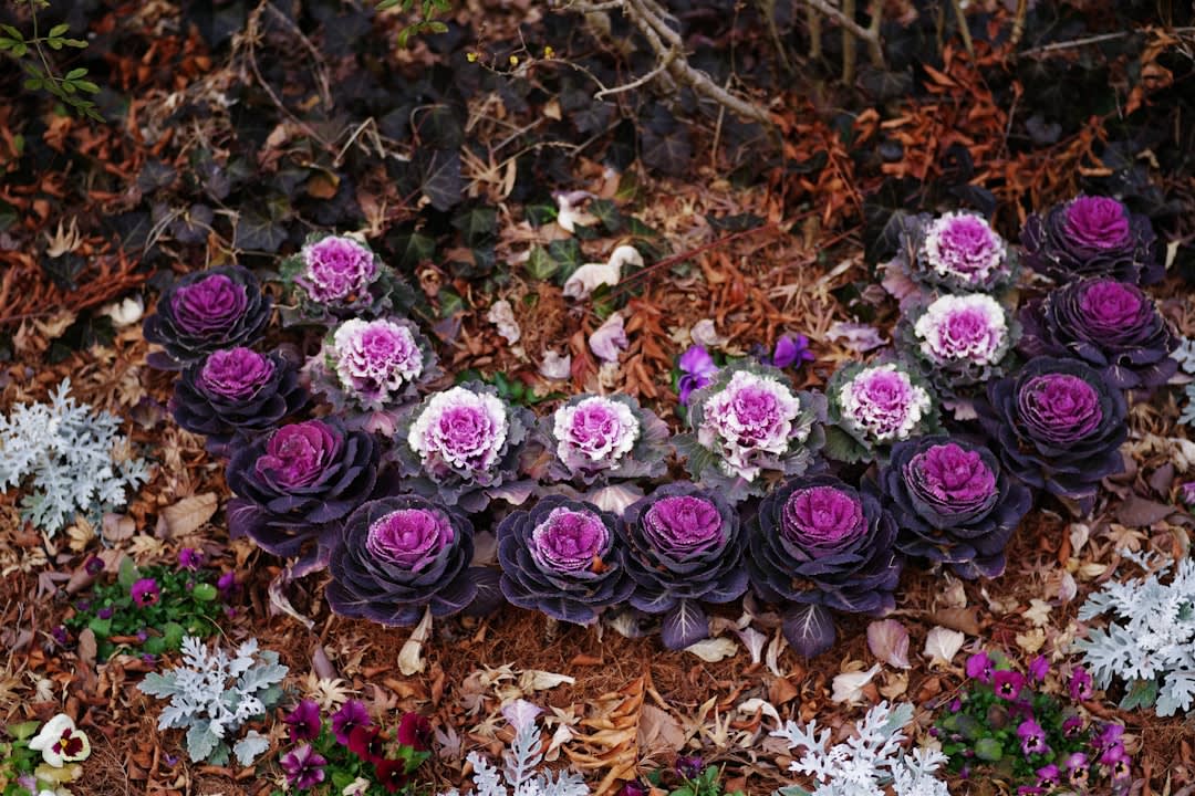 Aerial view from the terrace of Villandry's geometric vegetable garden with color-blocked beds of cabbage, leek, and chard