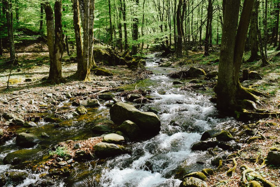 A shaded forest trail above Volvic winding through the volcanic terrain that filters the town's famous spring water