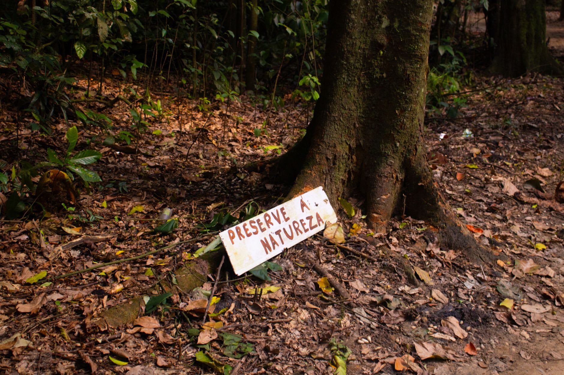 The interior of primary rainforest in the Nouragues reserve, enormous trees with buttress roots vanishing into a high canopy, the forest floor dim and damp
