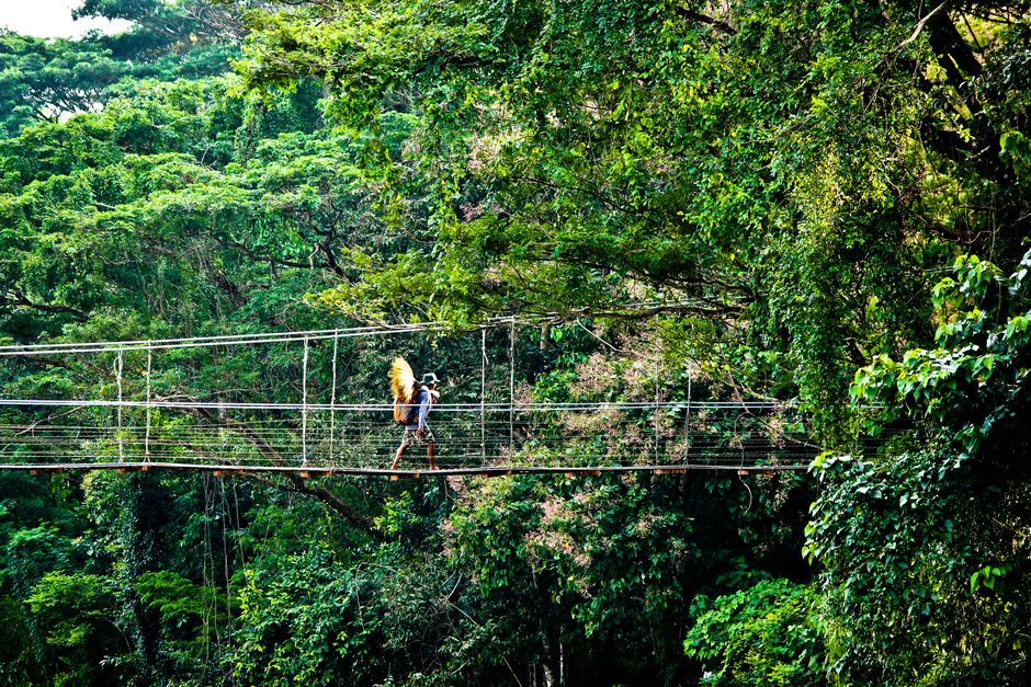 Suspension bridge over the Crique Gabrielle deep in the forest canopy at Trésor Nature Reserve