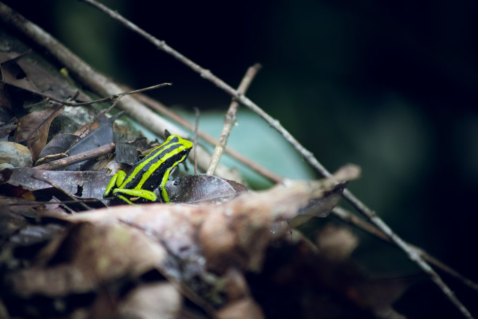 Poison dart frog on wet leaf litter beside the marked trail in Trésor Nature Reserve