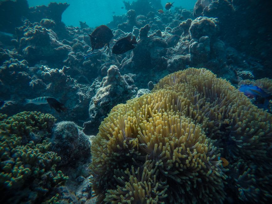 Calm shallow enclosed lagoon water near Maiao's village with small reef fish visible near the sandy bottom