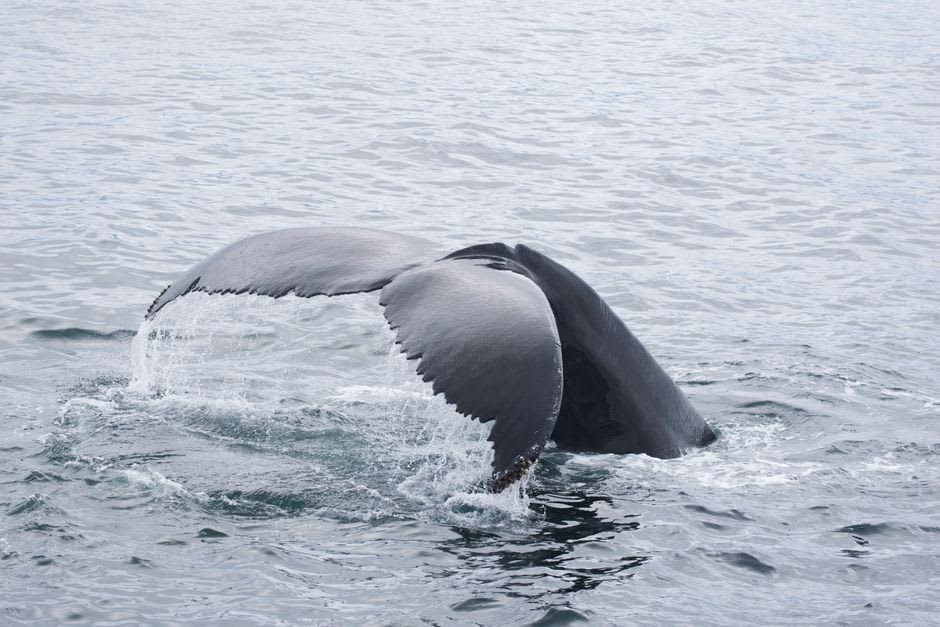 Humpback whale tail fluke breaking the surface of the ocean off Rurutu's coast with the island's cliffs visible in the background