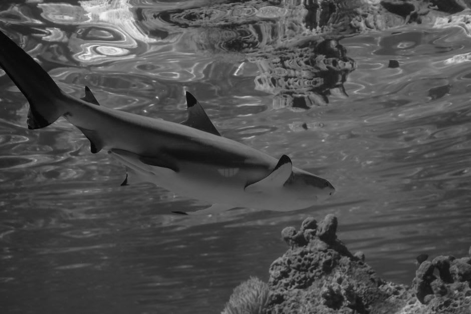 Blacktip reef sharks swimming in the shallow clear water near Tikehau's main pier, visible from above the waterline
