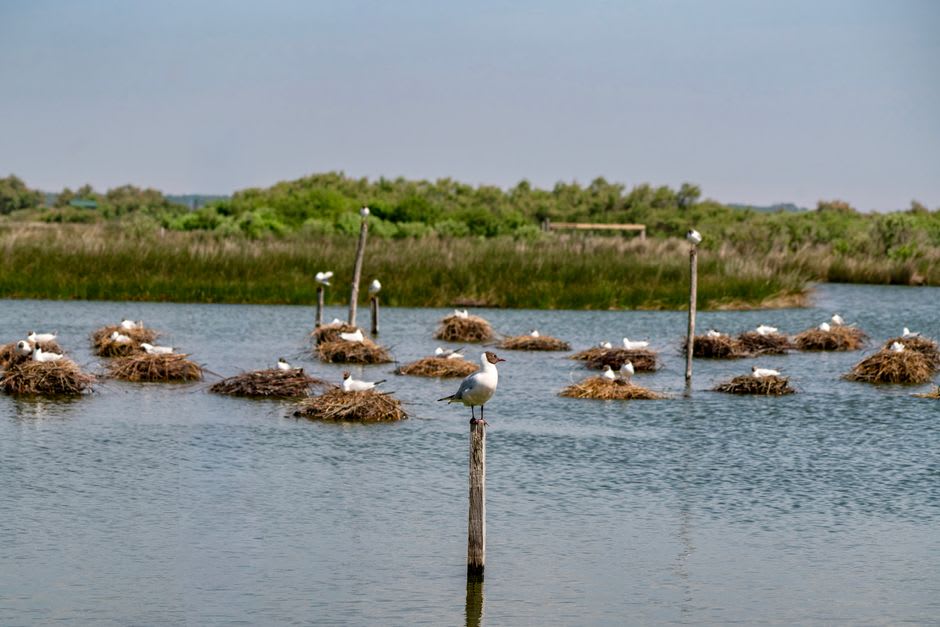 Île aux Oiseaux bird sanctuary islet in Tikehau's lagoon with nesting seabirds visible in the low coastal vegetation