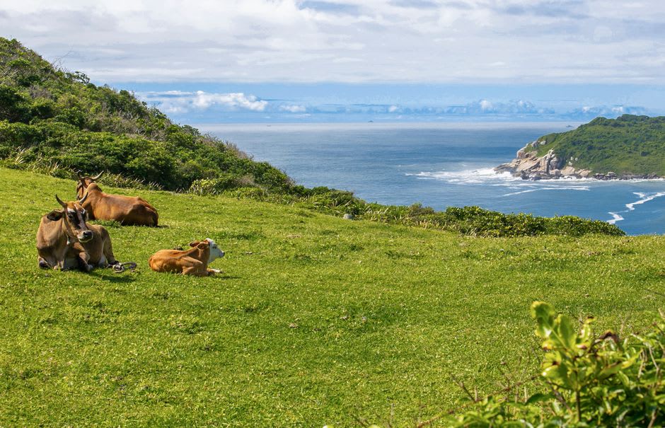 Coastal road on Tubuai with cattle grazing in green pasture beside the lagoon shoreline