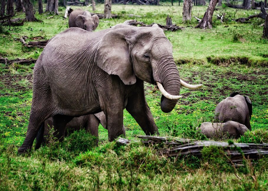 Forest elephants gathered at the edge of the Langoué Baï clearing at dusk