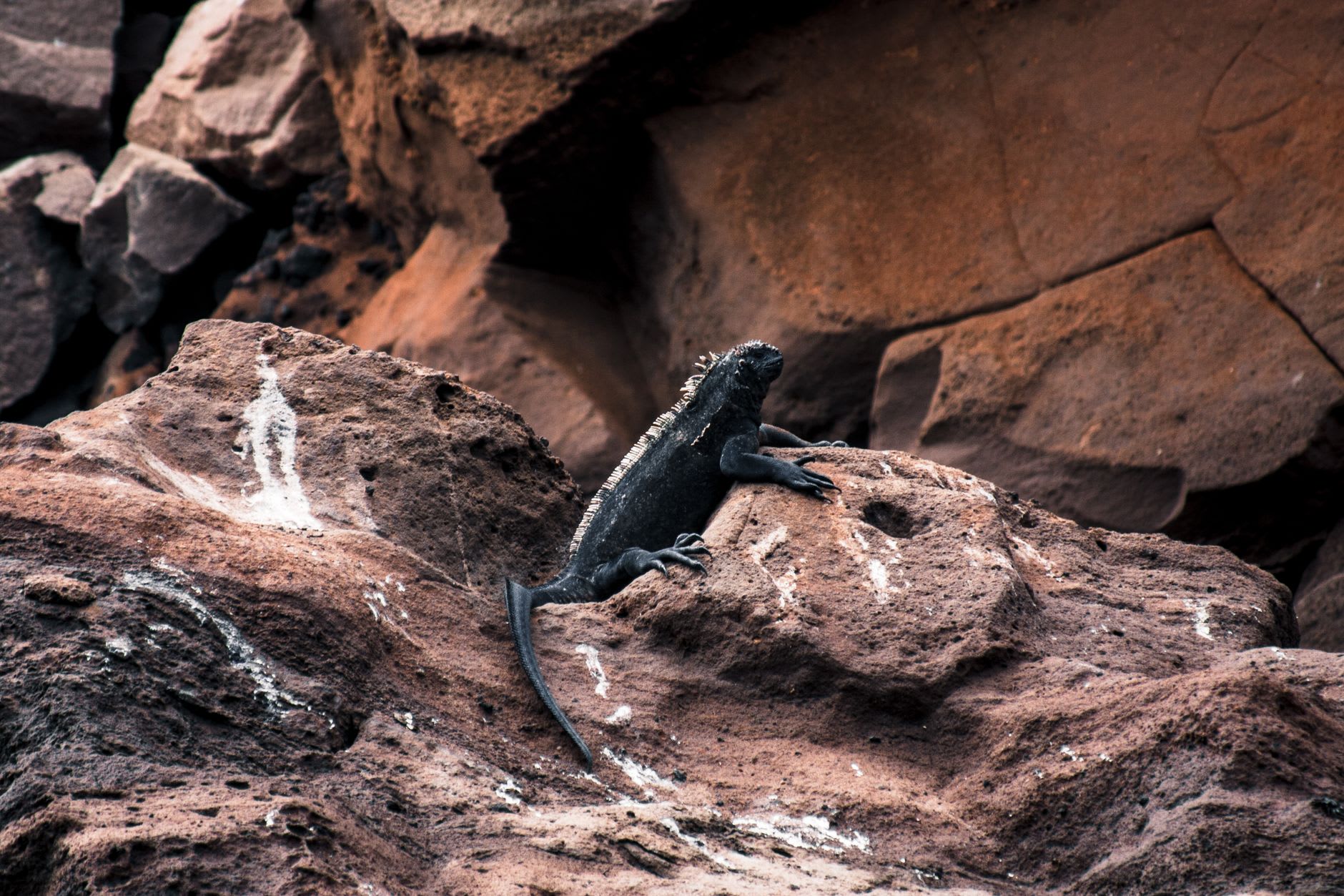 Un pingüino de Galápagos de pie en un saliente de lava en la base de la Roca Pinnacle, isla Bartolomé, con el Pacífico brillando detrás
