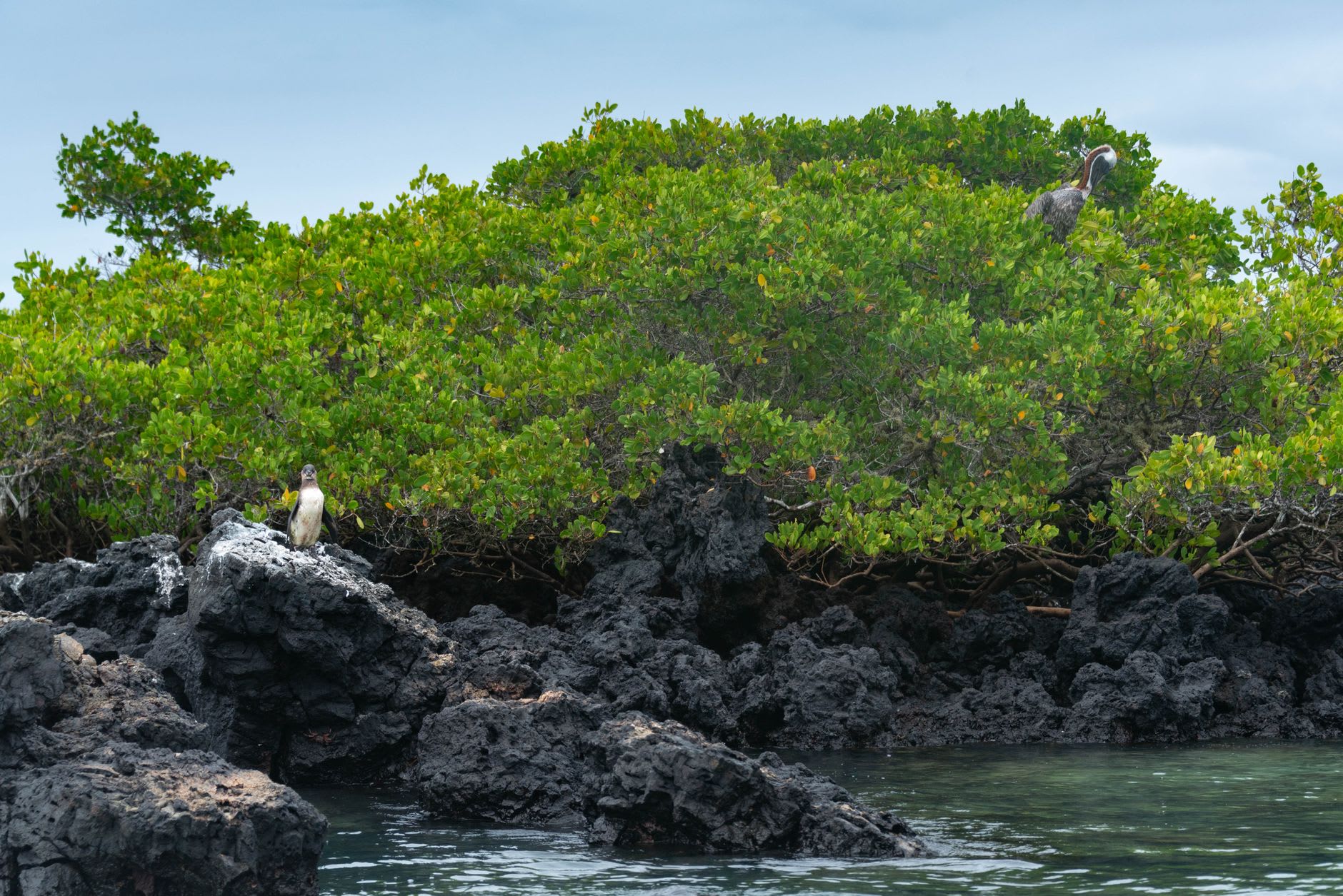 The marine iguana colony at Punta Espinoza, Fernandina Island, covering the entire lava point with hundreds of interlocking bodies in morning sun