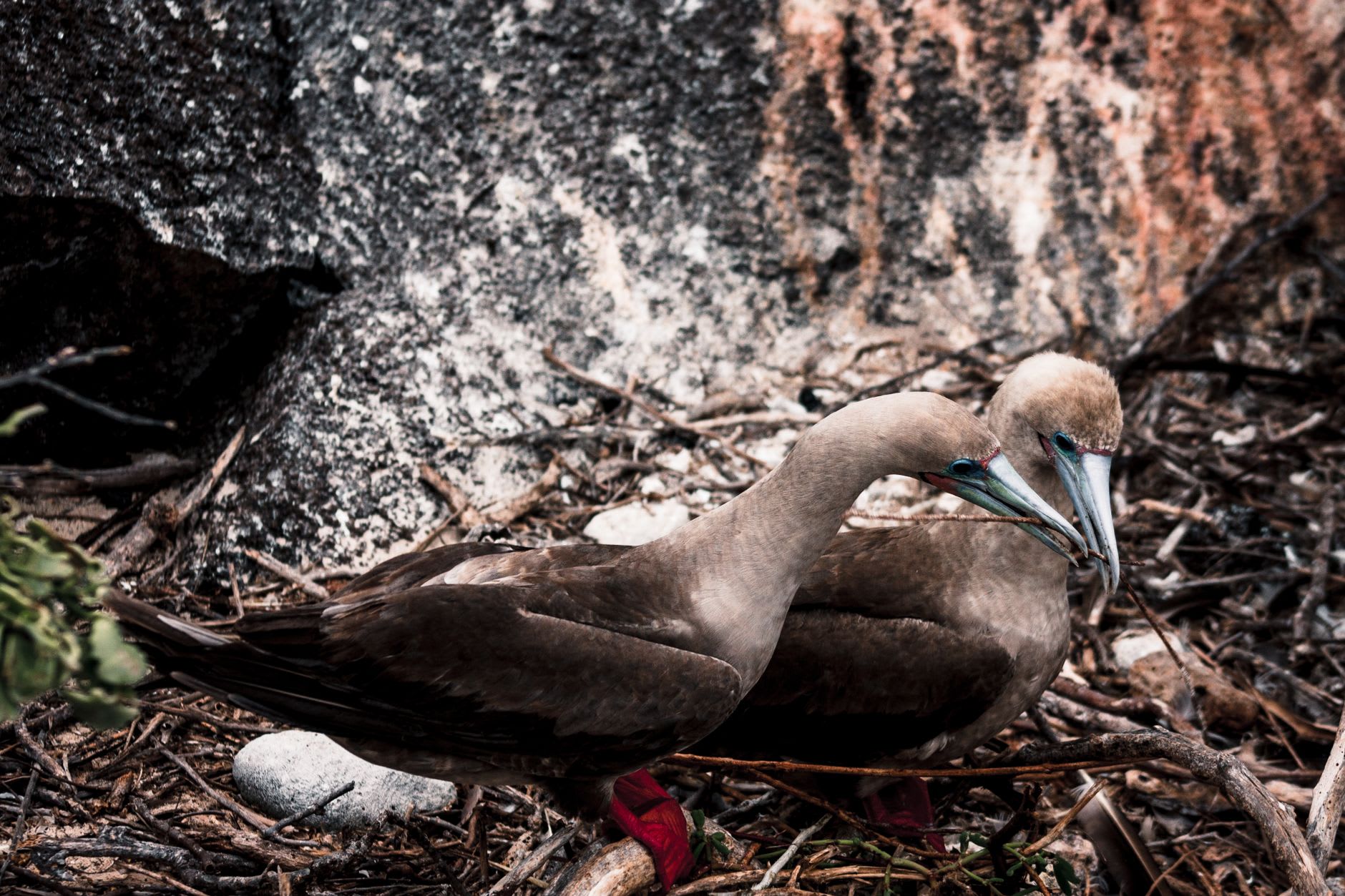 A male blue-footed booby mid-courtship dance on North Seymour Island, one brilliant turquoise foot raised, beak pointed skyward in the whistling display
