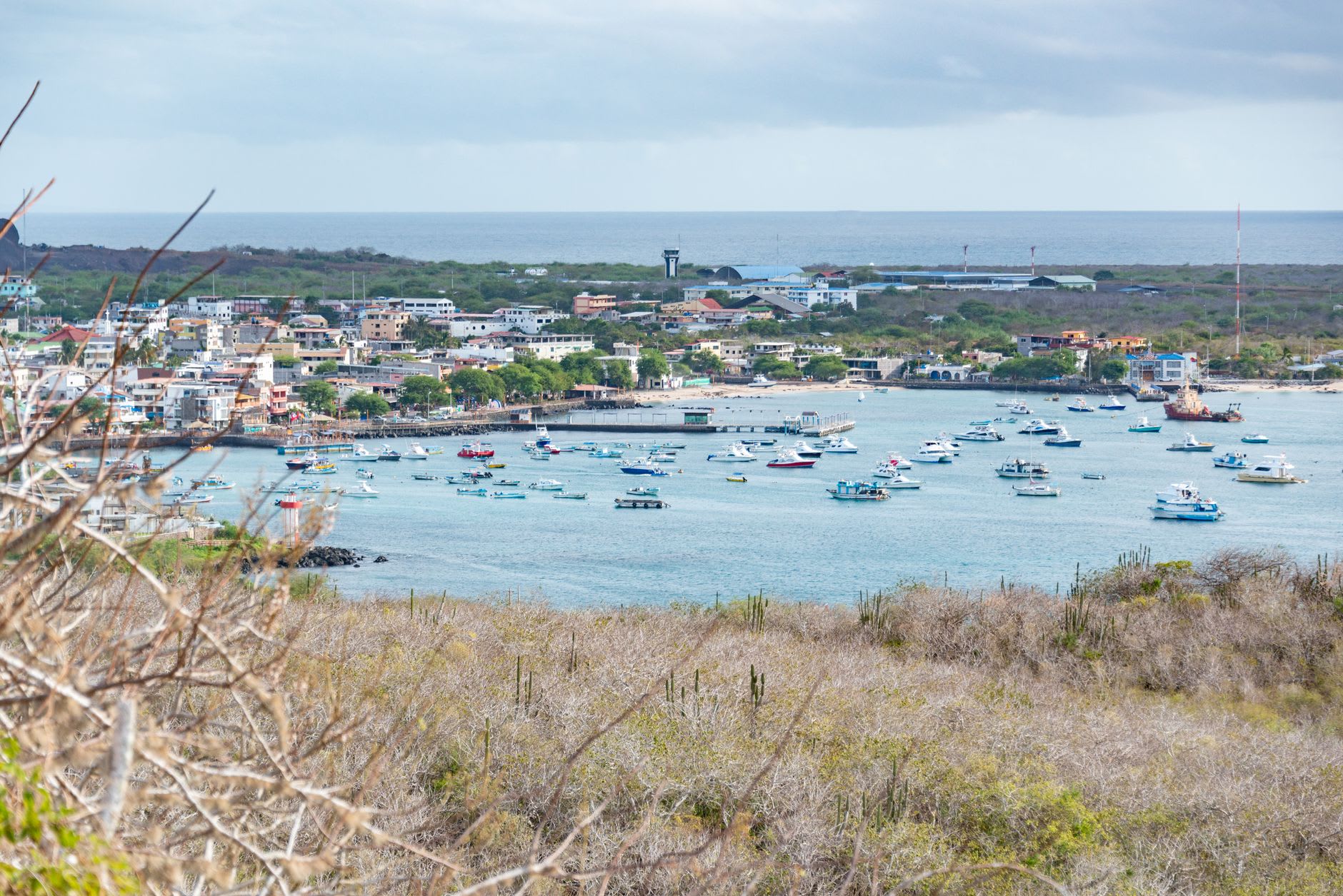 Marine iguanas warming on black basalt at La Lobería beach on San Cristóbal, with sea lion pups playing in the shallows behind them