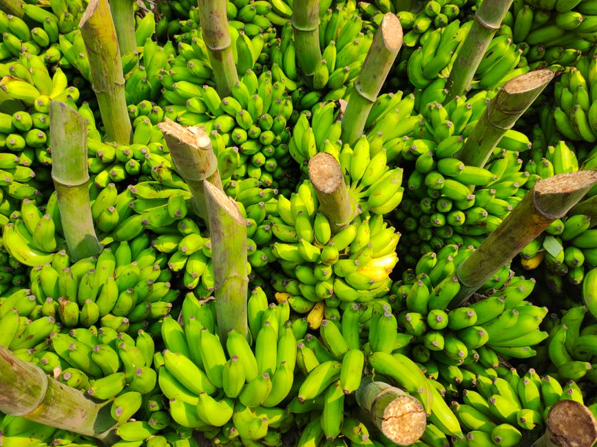 Banana plantations and the calm shoreline at Ginosar in the late afternoon light