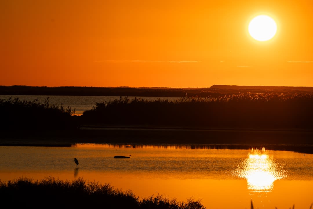 Thousands of common cranes gathered at dawn on the restored wetlands of the Hula Valley