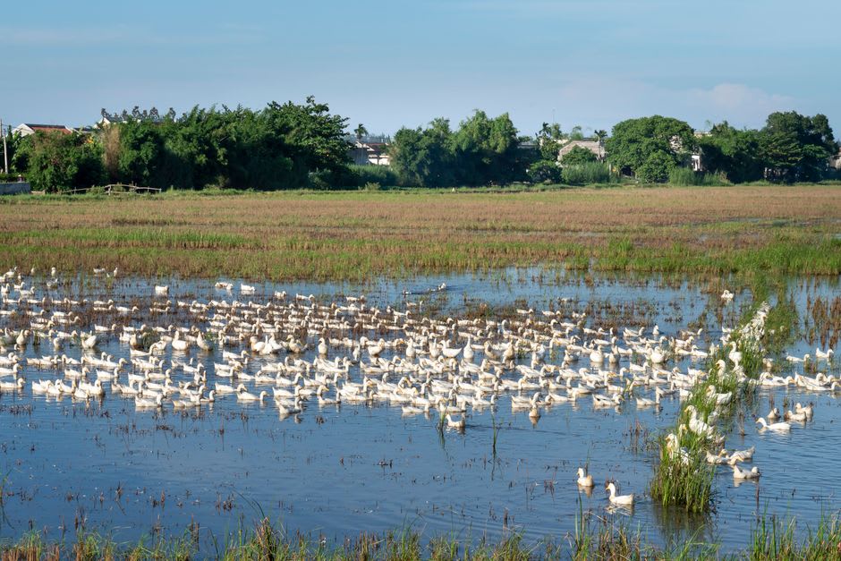 A farmer's field of feed crops bordering the wetland reserve in the Hula Valley