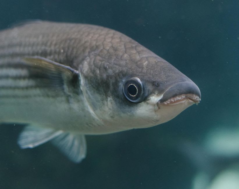 Grey mullet swimming in the shallow, clear water of the Jordan River at Yardenit