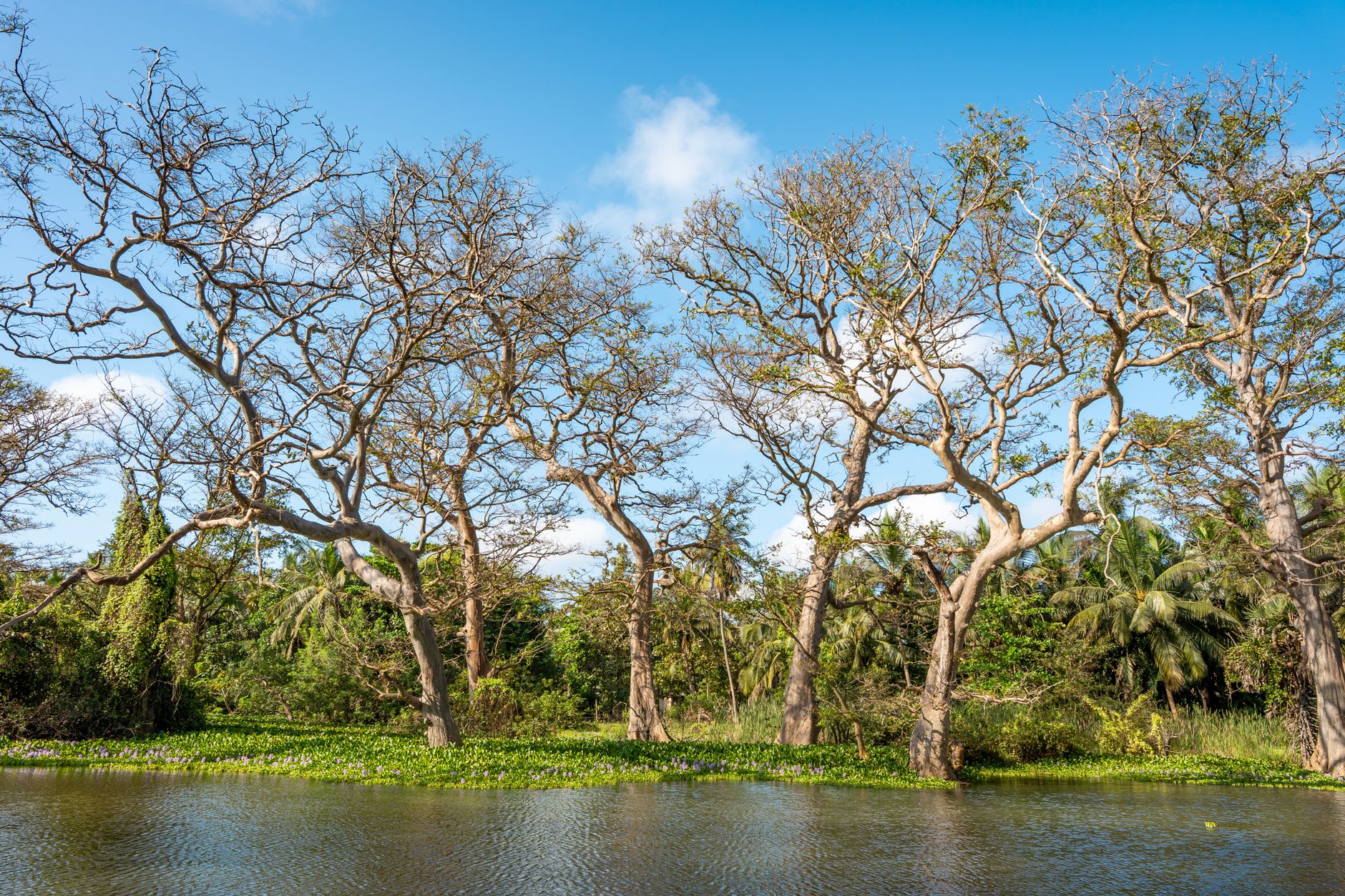 A long-tailed cormorant spreading its wings on a dead branch above the still water of Abuko's oxbow lake