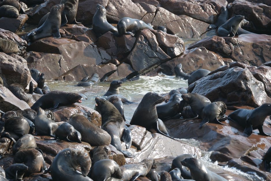 Cape fur seals resting on rocks below the Robberg cliffs