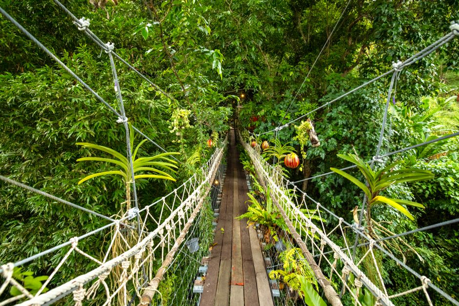 Suspended rope walkway crossing between platforms high above the Kakum rainforest canopy