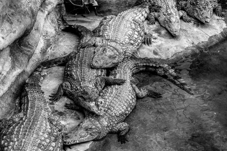 Un guardián local agachado junto a un cocodrilo del Nilo en la orilla del estanque de Paga Pia