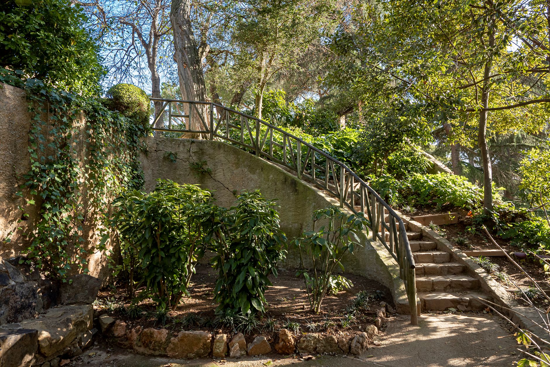 A centuries-old palm tree in the Alameda Botanical Gardens casting dappled shade across stone paths and flowering beds below the Rock's western face