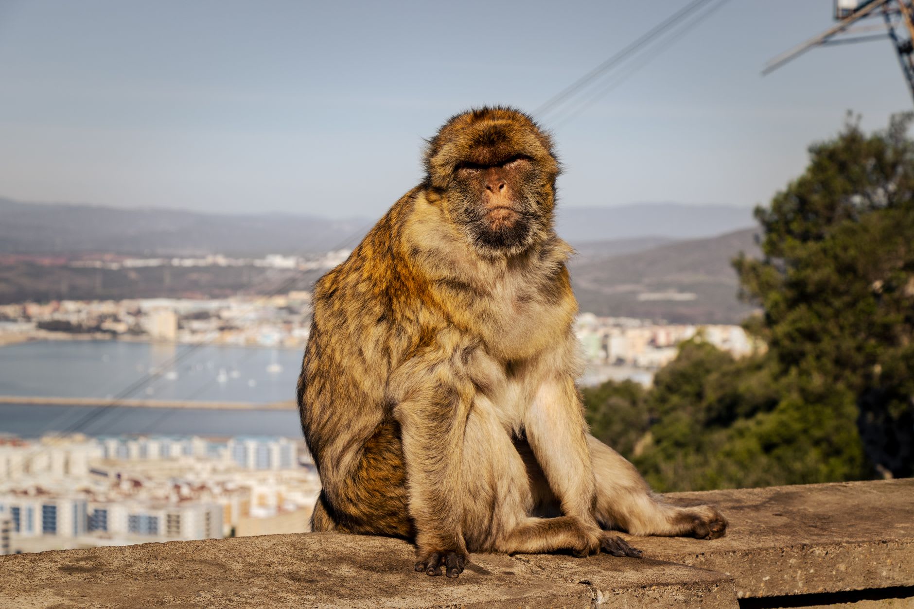 Barbary macaques gathered on limestone rocks with the blue Mediterranean stretching behind them