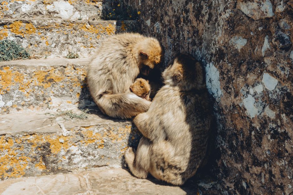 A Barbary macaque crossing the handrail of Windsor Suspension Bridge