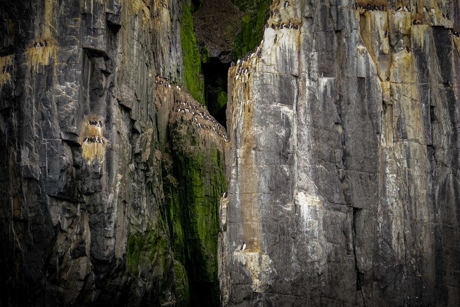 Guillemots and razorbills packed onto the limestone ledges of Stora Förvar cliff