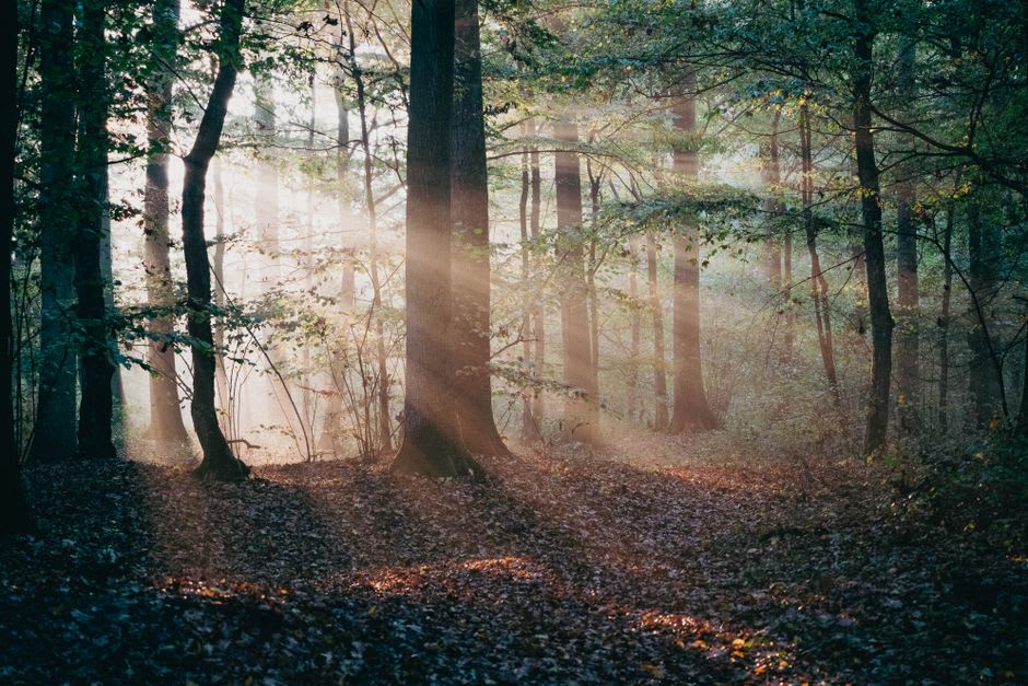 Sunlight filtering through pine forest onto the overgrown rampart of Torsburgen