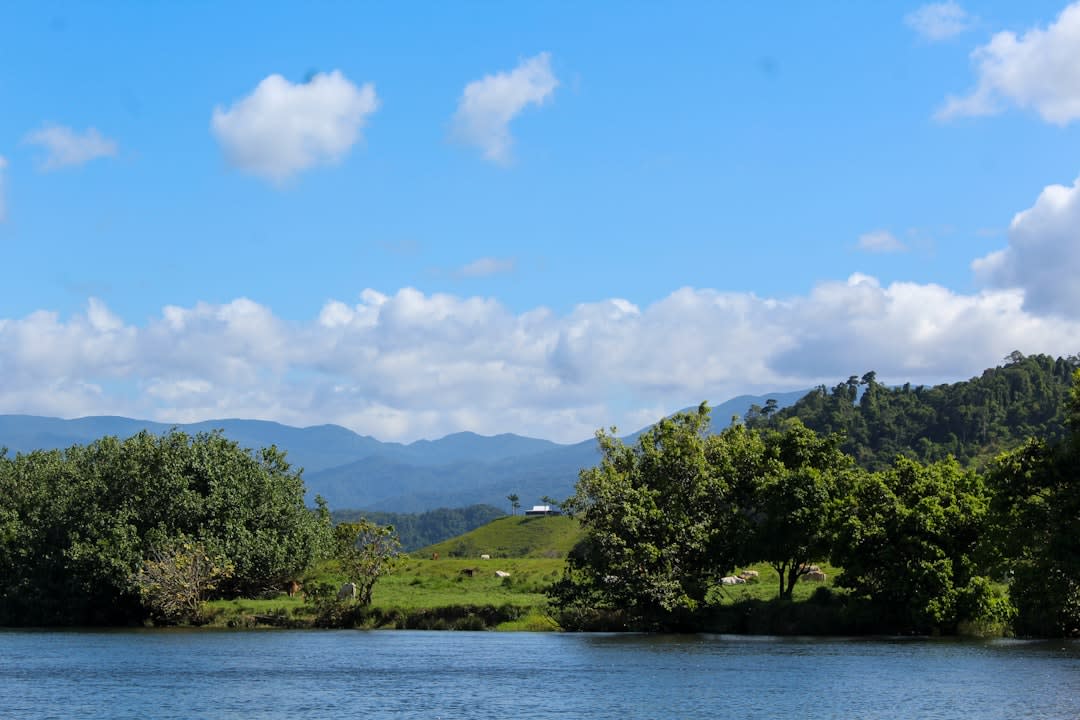El ferry de cable cruzando el río Daintree con densa selva bordeando ambas orillas
