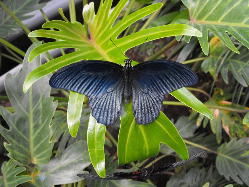 Una mariposa Ulises de alas azul eléctrico posada en una hoja de la selva del Daintree cerca de Cape Tribulation
