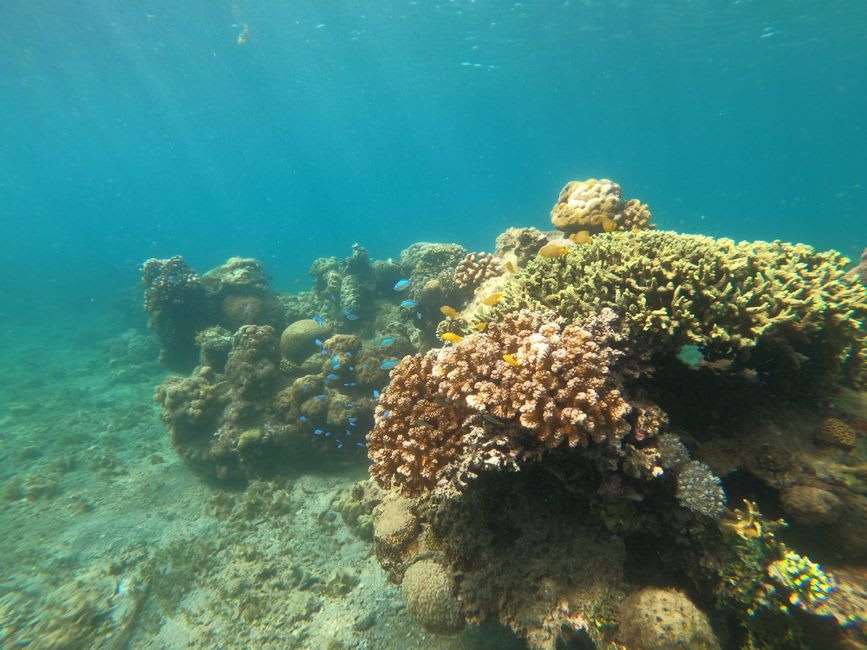 Sunlight filtering through clear blue water onto coral bommies at Cod Hole with reef fish schooling nearby