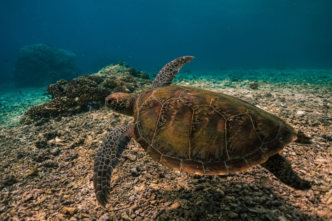 A green sea turtle gliding over a coral bommie in the shallow clear water off Green Island