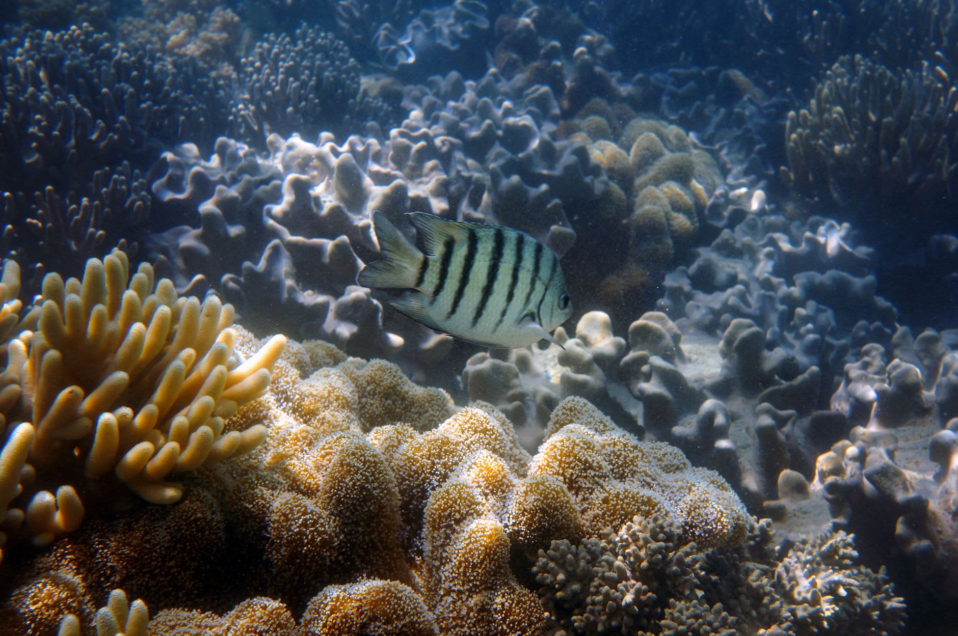 Snorkelling above the coral reef at Heron Island — table coral and brain coral in clear water with reef fish moving through the formations