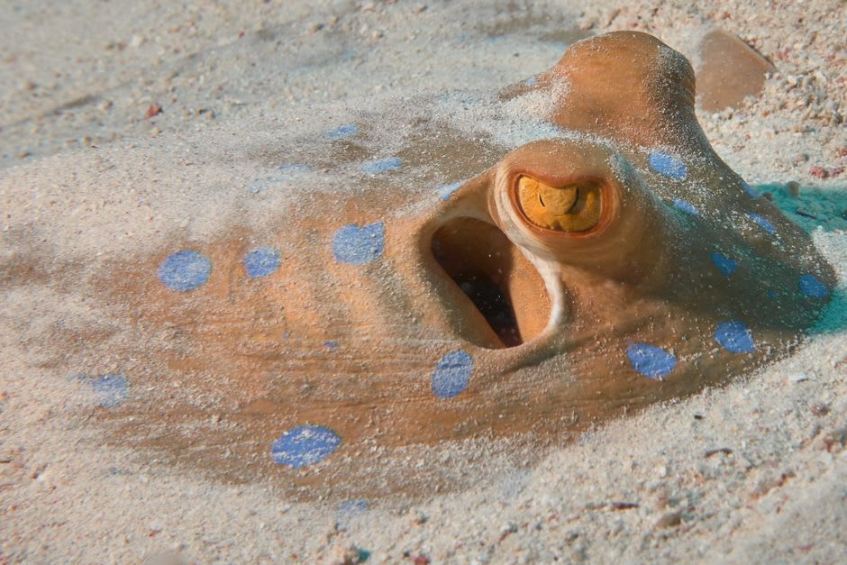 A blue-spotted stingray resting on white sand among coral heads near Michaelmas Cay